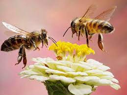 Does Bleach Kill Bees

